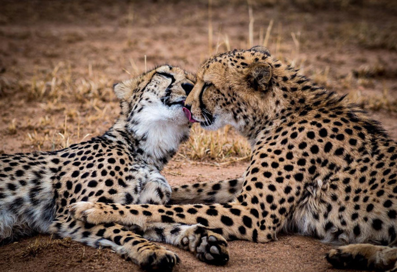 Los besos más románticos de la naturaleza