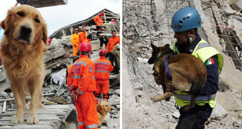 La grandiosa labor de los oficiales caninos tras el sismo