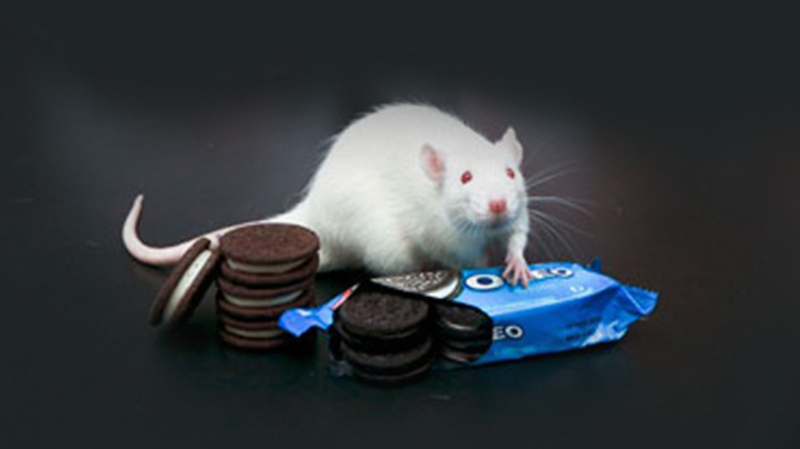 Las galletas de Oreo son como la cocaína.