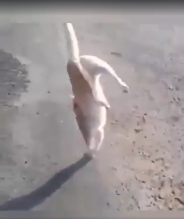 Gato en dos patas