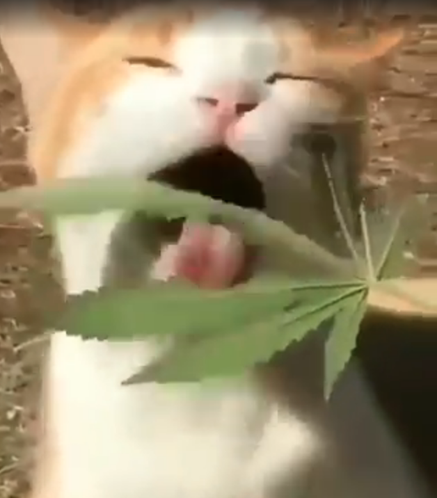 Gato come marihuana