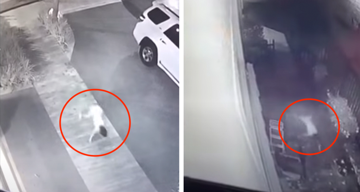 Viral: Captan en México  a la “niña perro” y genera perturbación