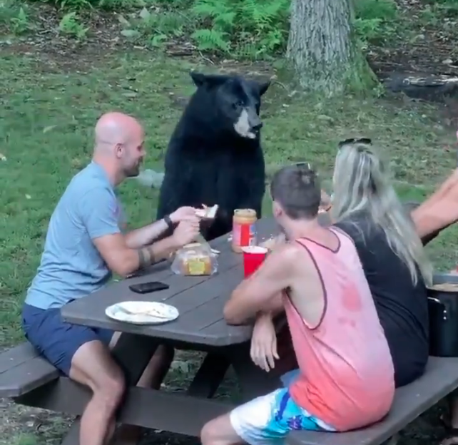 OSO COMIENDO CON FAMILIA