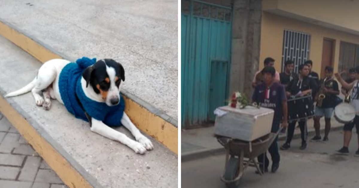 Vecinos le organizan un funeral con banda a un perrito callejero