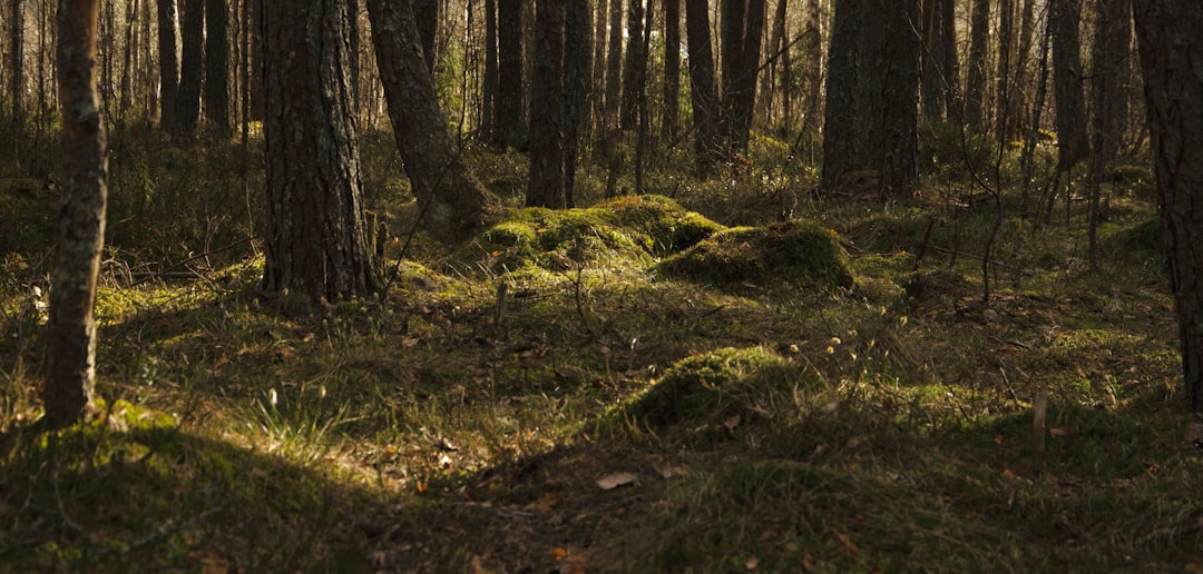 Sell timberland in Oregon for quick cash