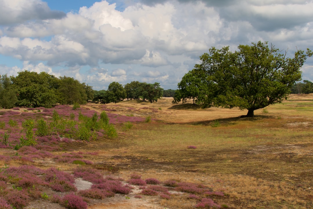 Sell Missouri land for hunting