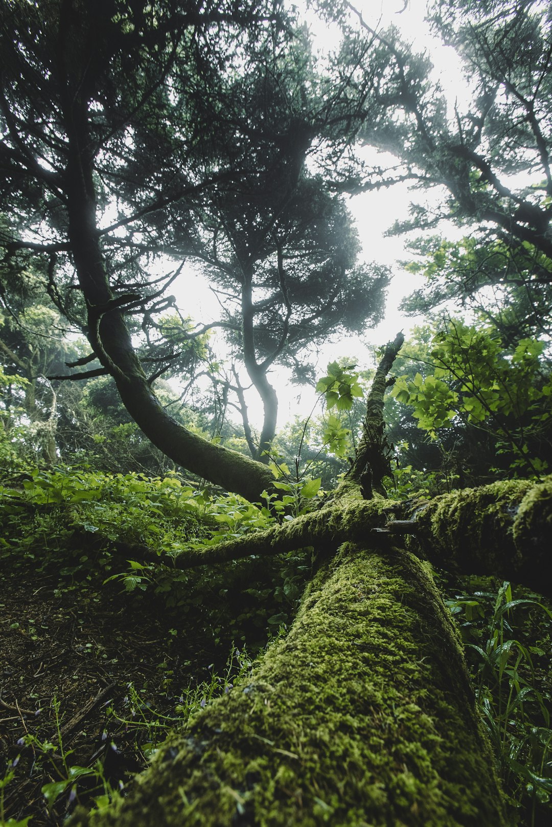 Selling forest land in Oregon