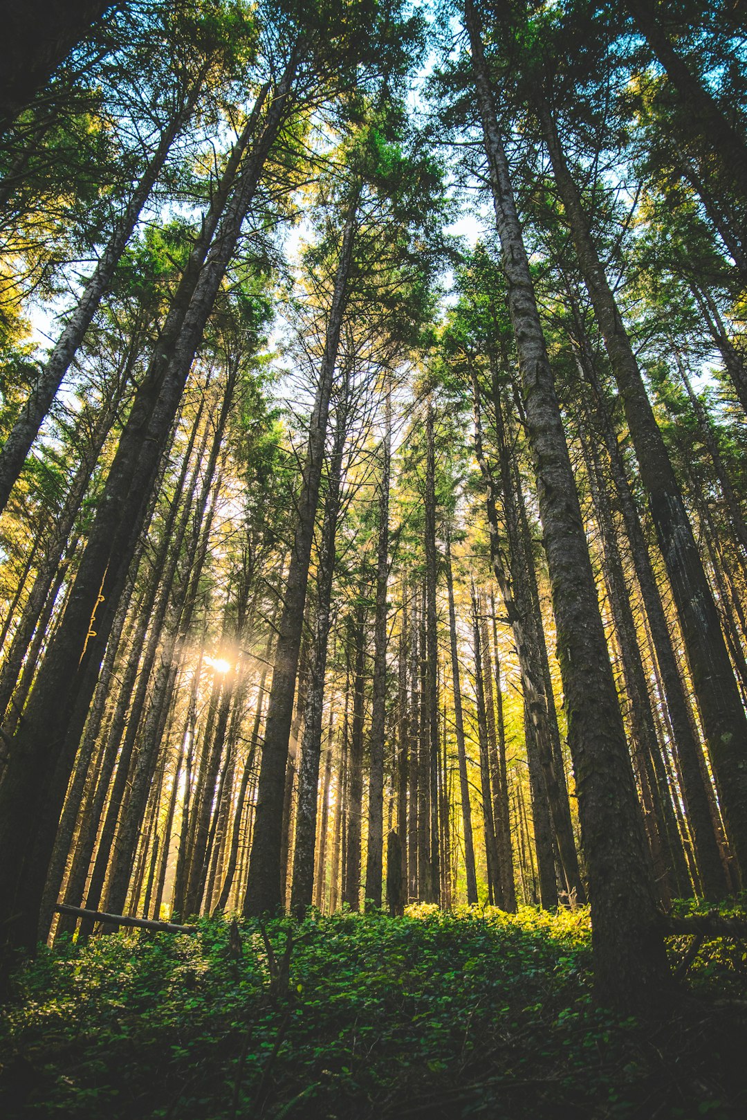 Timberland for cash in Oregon