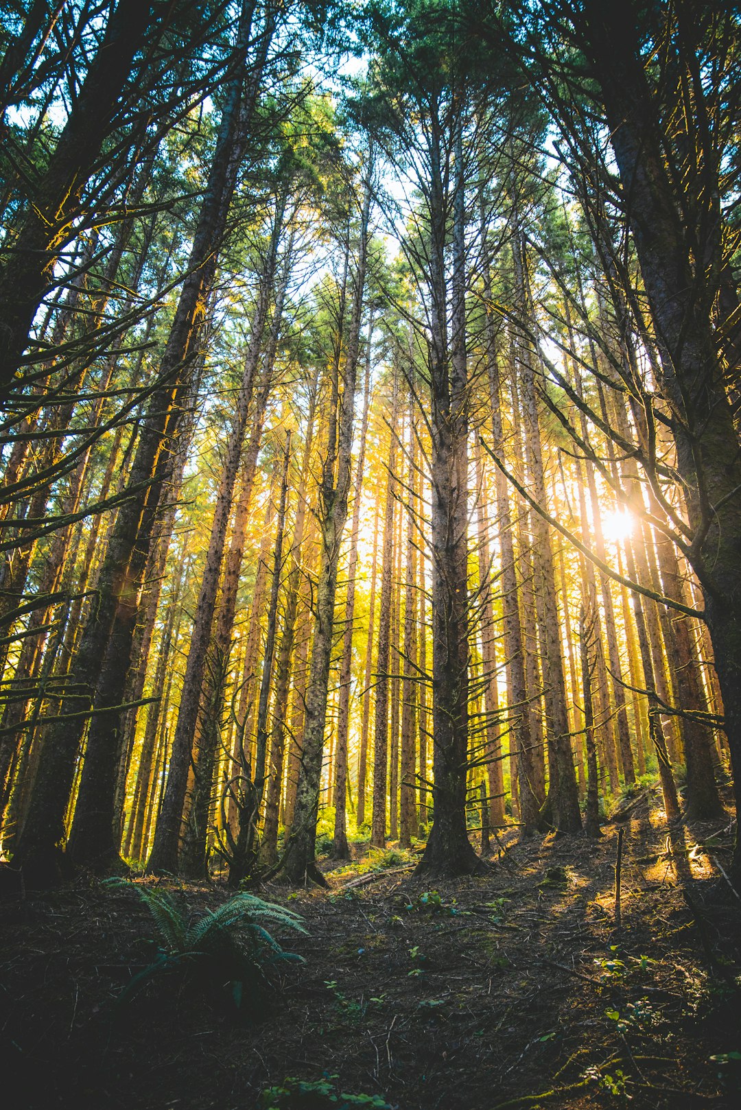 Selling forest land in Oregon