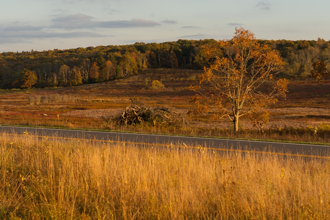 Sell Minnesota land for cash