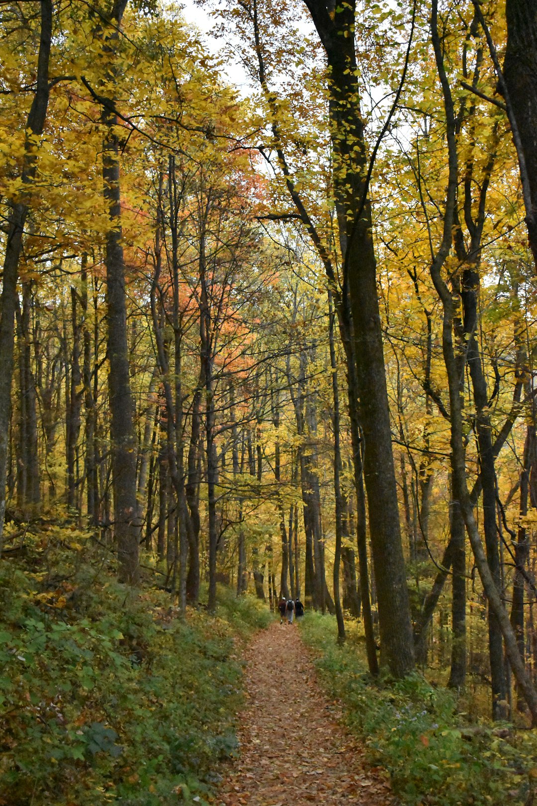 Minnesota land for sale with riverfront