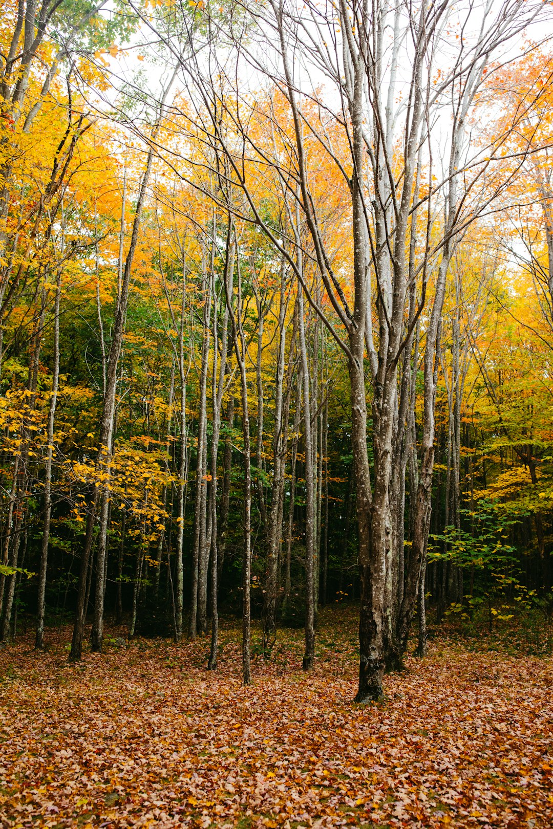 Minnesota land for sale with scenic views