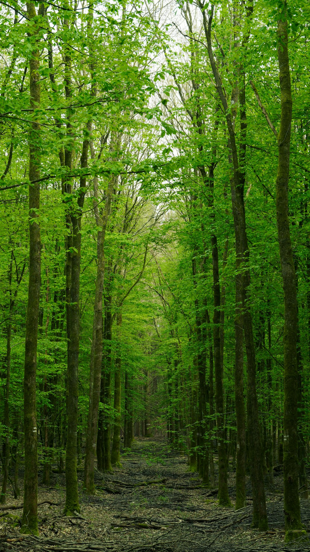 Minnesota land for sale with hunting