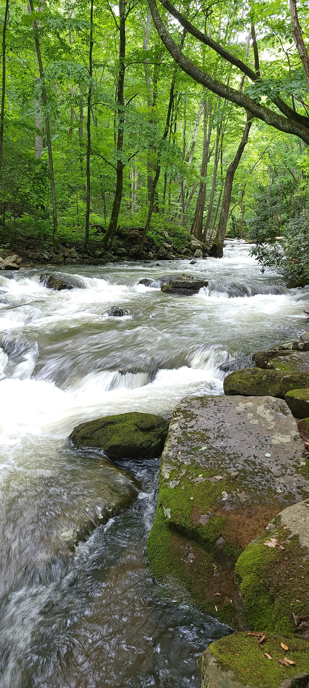 Sell timberland for cash in West Virginia