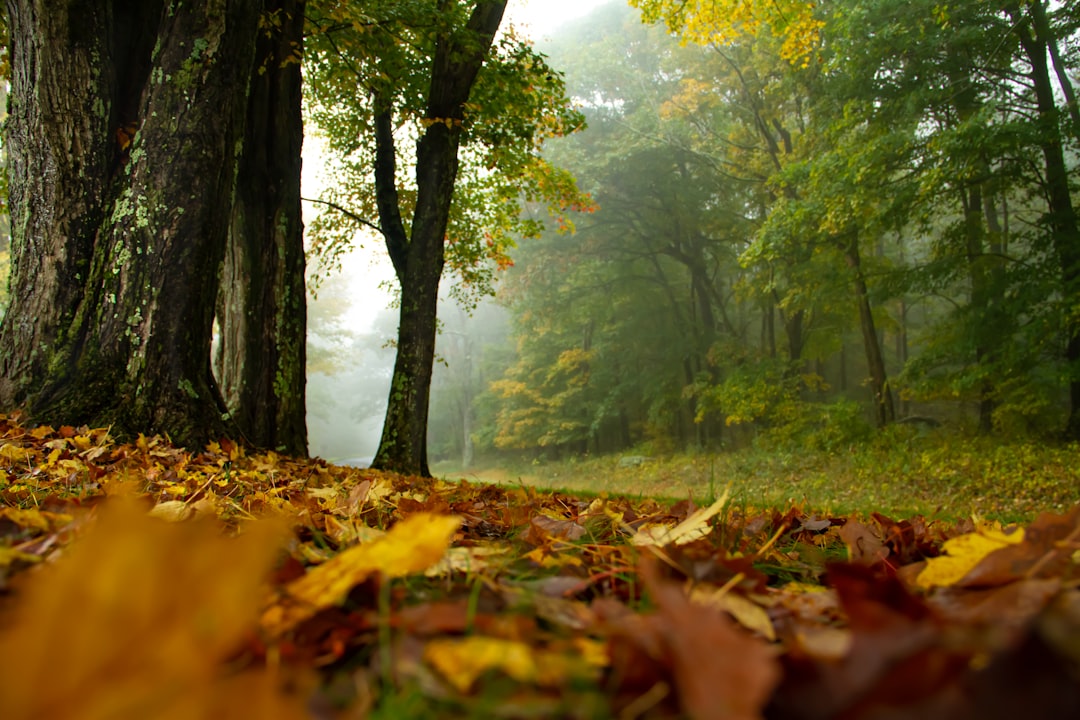 Cash buyers for hunting land in Wisconsin