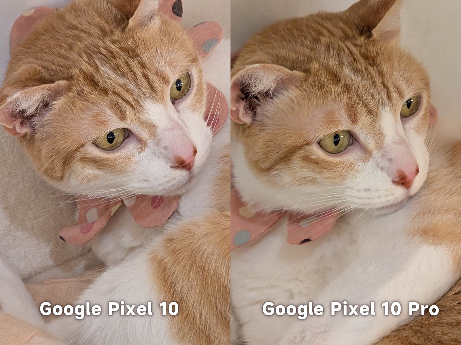 Pixel 10 vs Pixel 10 Pro_5倍光學變焦