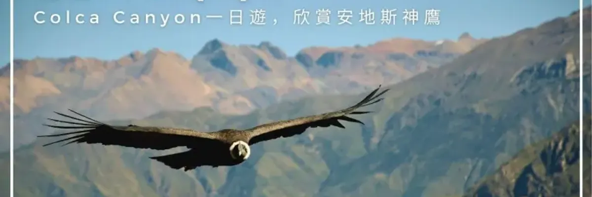 祕魯．Arequipa｜科爾卡峽谷Colca Canyon一日遊，欣賞安地斯神鷹 | 莎去哪了