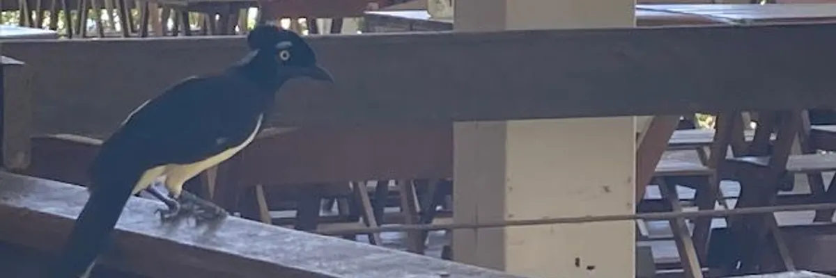 2024巴西伊瓜蘇河畔福斯: 搭公車去伊瓜蘇瀑布、鳥的公園、里約的巴莎諾瓦