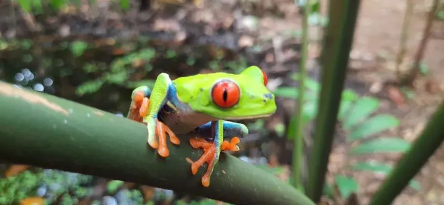 流浪中南美---哥斯達黎加,中美洲綠寶石 | 悠妍自得遊世界wander the world