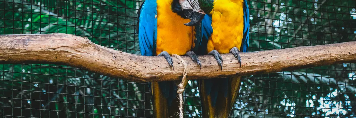 水泥間的花園：淺談南美的動物園們
