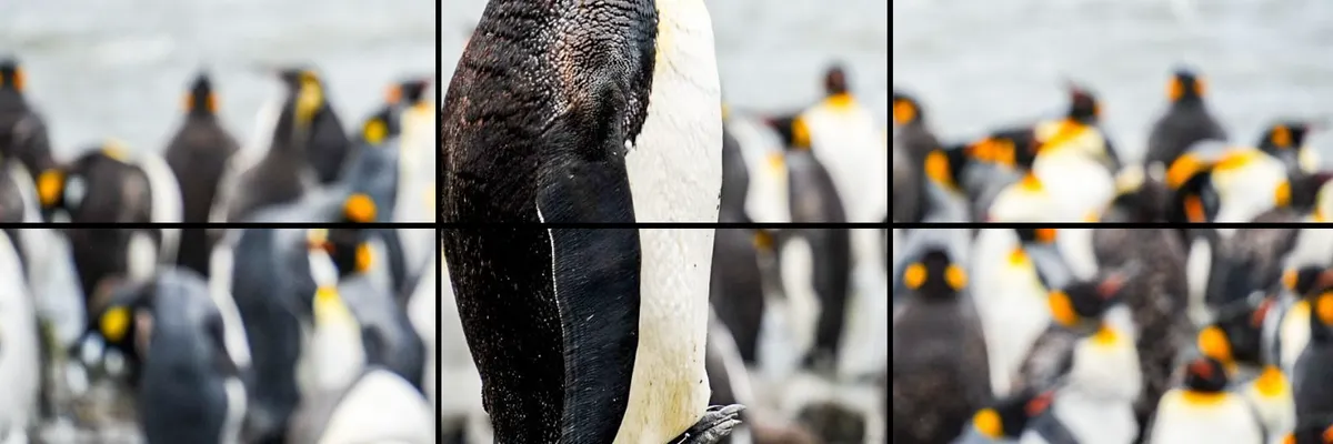 南極十八天與船公司介紹(2024.12 - 2025.1)