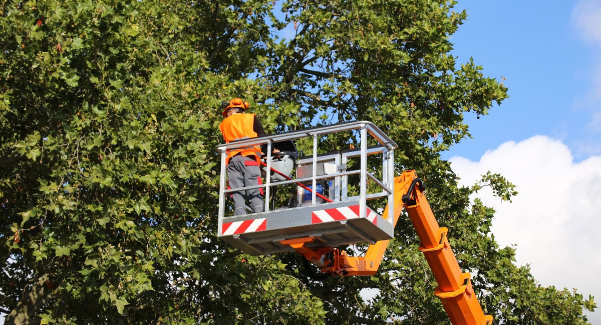 Tree Planting Services Spring Hill