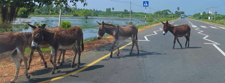 Donkeys crossing the main road on Mannar island
