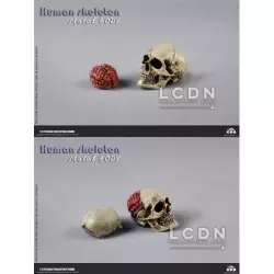 Coomodel BS011 Diecast 1/6 Human Skeleton Metal Body