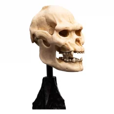 Le Seigneur des Anneaux (Lord of the Rings) Statue Skull of Lurtz 14cm