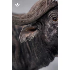 African Buffalo Figure 1/6 JXK JXK160