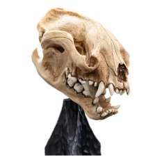 Le Seigneur des Anneaux (Lord of the Rings) Statue Skull of Warg 20cm