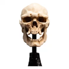 Le Seigneur des Anneaux (Lord of the Rings) Statue Skull of Mordor Orc 14cm