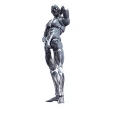 Human Muscle Model Grey...