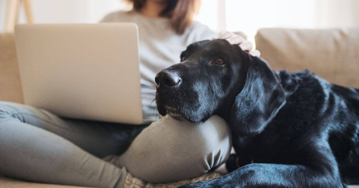 A woman petting her dog while surfing the web