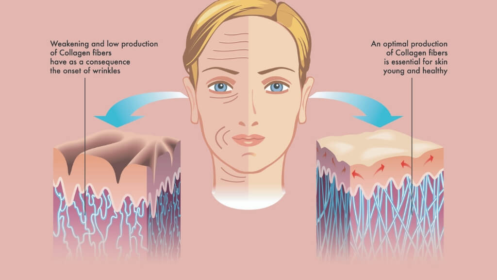 Collagen effect on skin