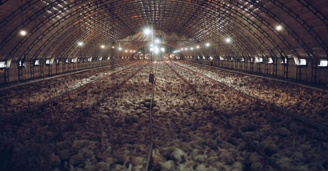 Industrialized poultry farm