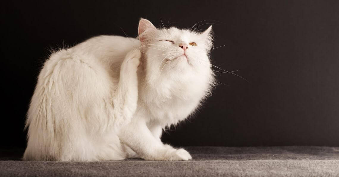 A white cat scratching himself