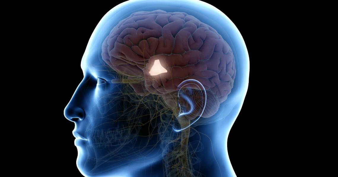 The hypothalamus portion of the brain