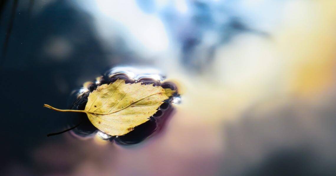 leaf on a stream