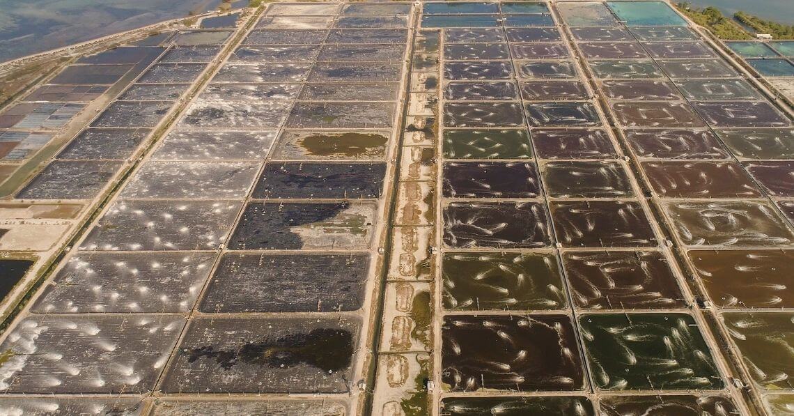 Shrimp farms