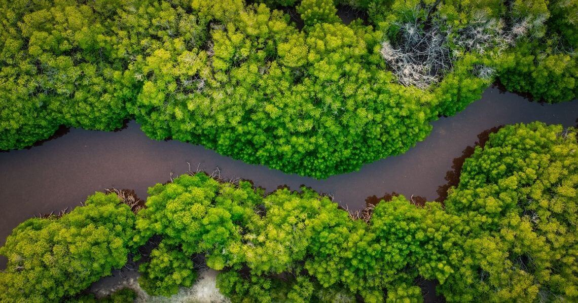 Bird-eye view of mangroves