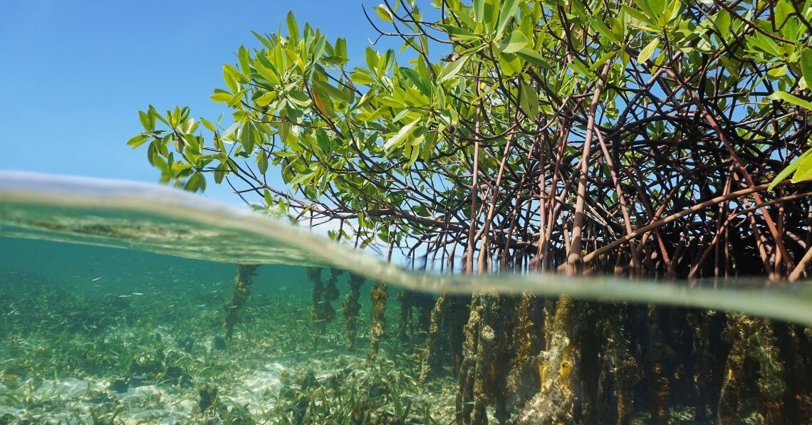 Mangroves roots under and above water