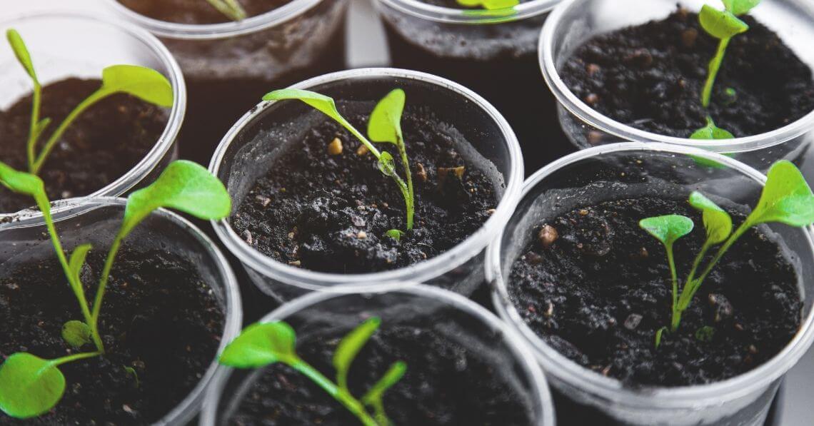 Sprouting seeds in recycled cups