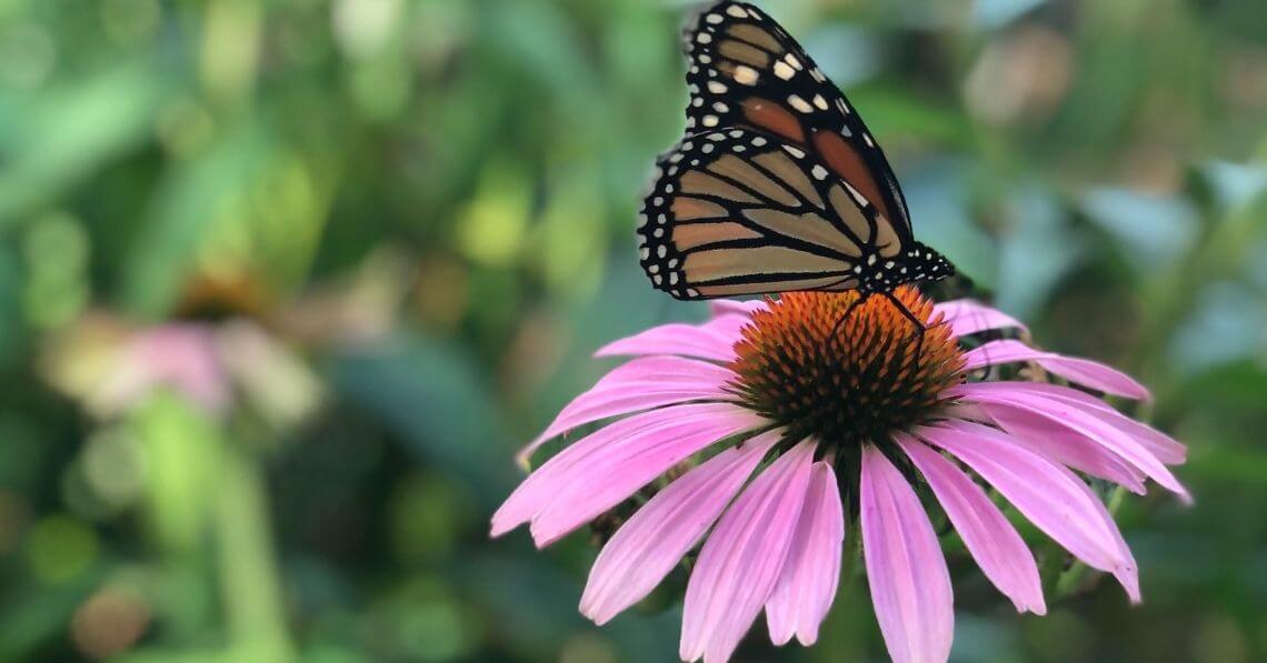 A butterfly on an echinacea flower