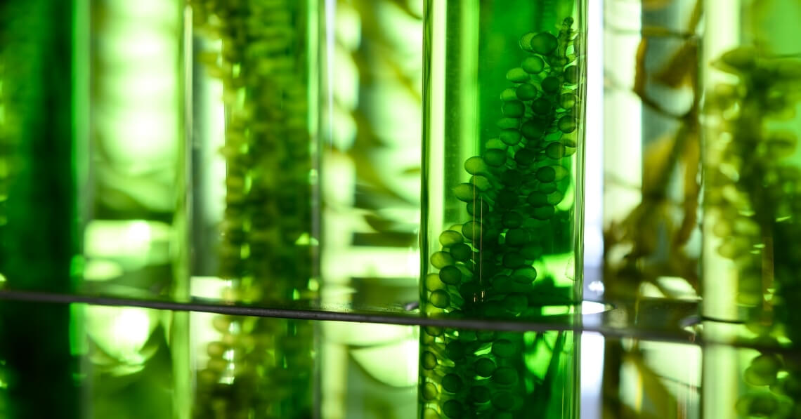 Chlorella in tubes in a science lab