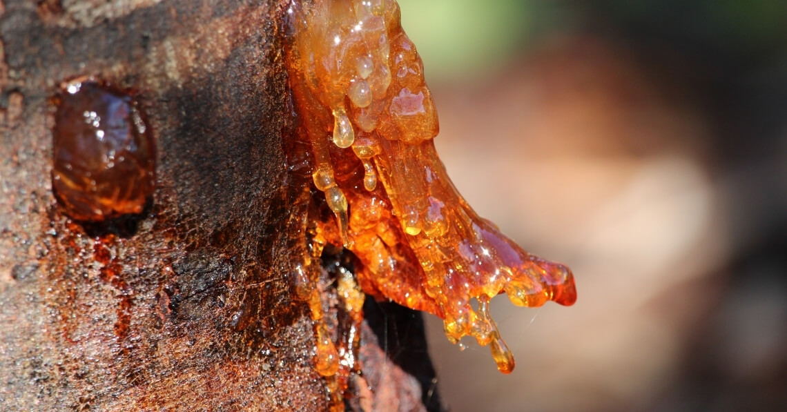 Acacia gum on tree