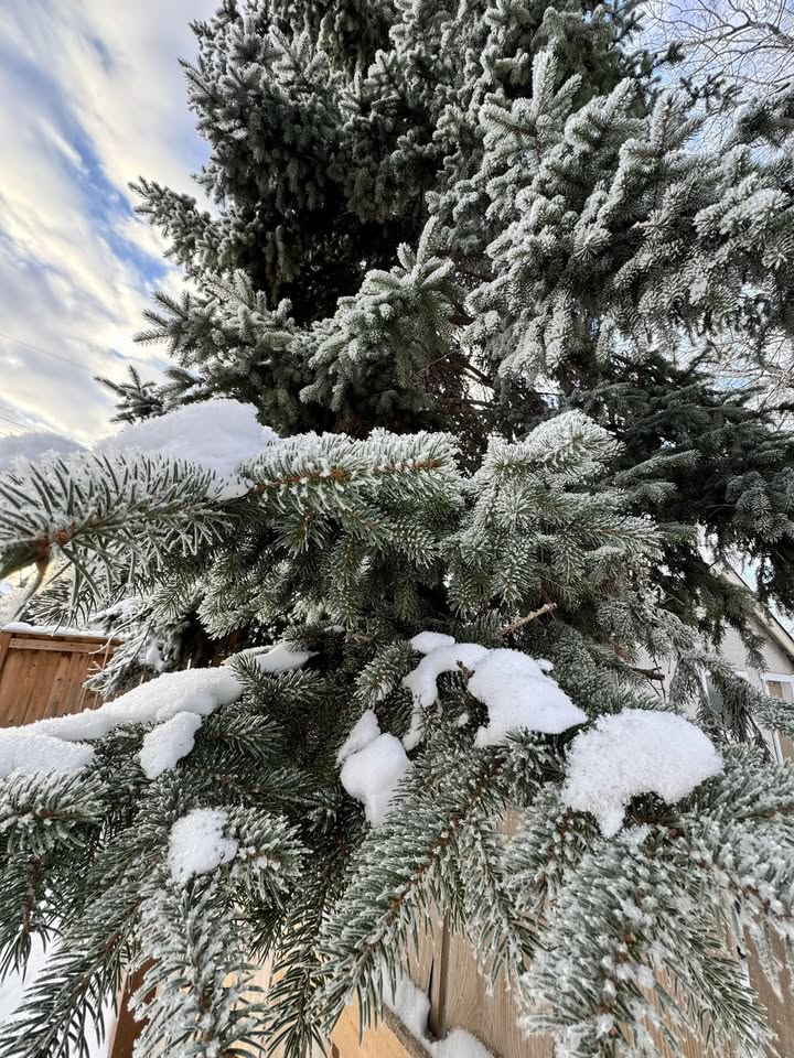 Hồ Thị Thanh Trà