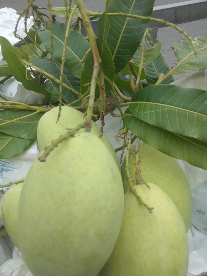 xoài cát Hòa Lộc miền Tây