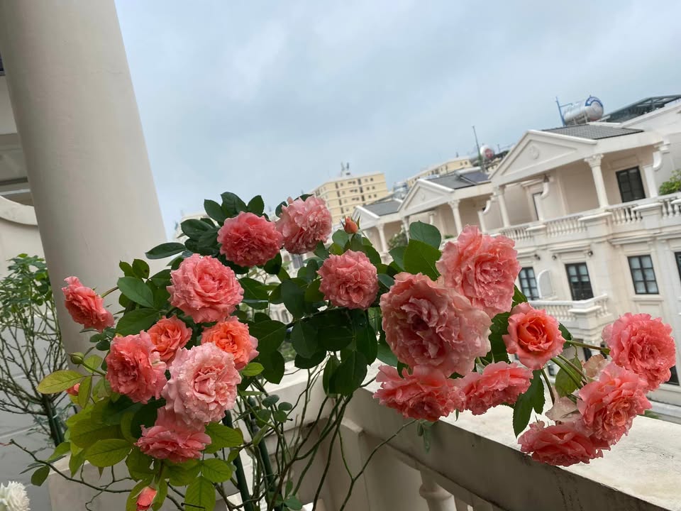 HỘI CON NGHIỆN HOA HỒNG SÀI GÒN ✅