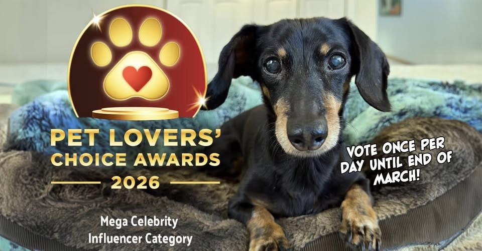 Crusoe the Dachshund Fan Group